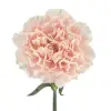 Carnation