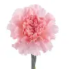 carnation